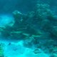 62- Rencontre avec un requin pointe noire au detour d'un pate de corail 
